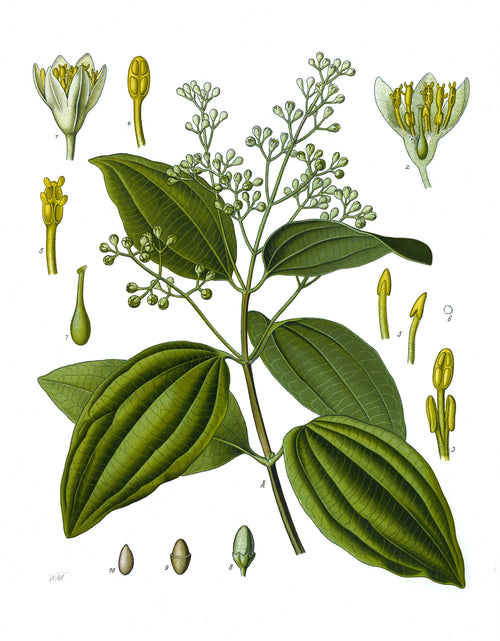 Vintage botanical illustration of Ceylon cinnamon from Koehler's Medicinal Plants, 1897; public domain