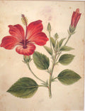 Historic Indian Company School botanical watercolour study of hibiscus; CC0 visual reference