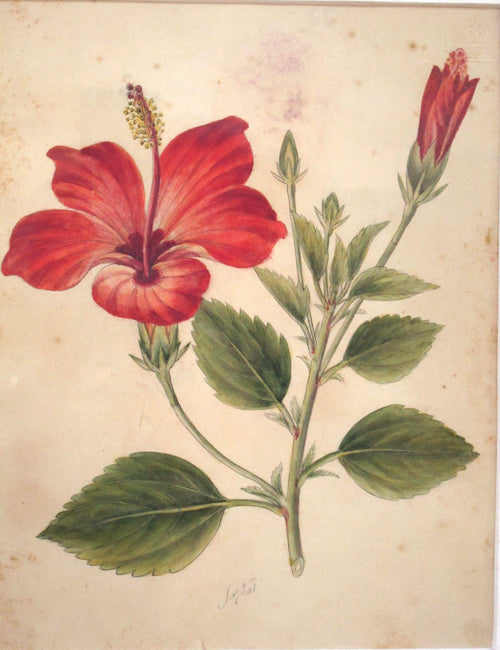 Historic Indian Company School botanical watercolour study of hibiscus; CC0 visual reference
