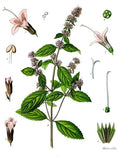 Vintage peppermint botanical illustration from Koehler's Medicinal Plants, 1897; public domain