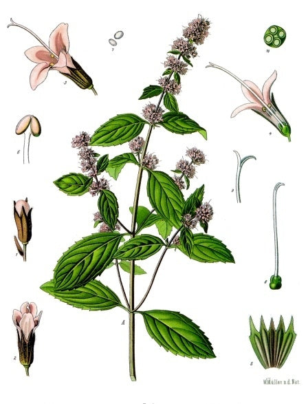 Vintage peppermint botanical illustration from Koehler's Medicinal Plants, 1897; public domain