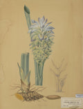 Botanical watercolor of Curcuma domestica (turmeric), Naturalis Biodiversity Center, CC0